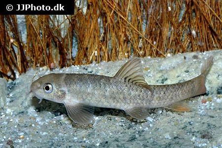 Doktorfisk (Garra rufa)